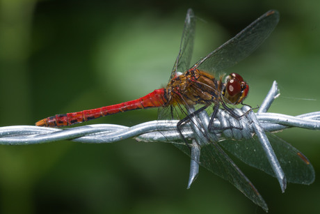 Bloedrode heidelibel