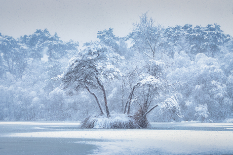 Koning winter in Oisterwijk 