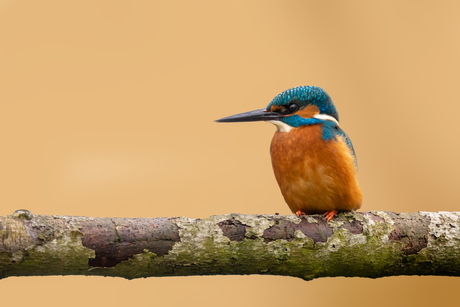 Ijsvogel op de uitkijk