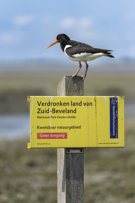 Scholekster