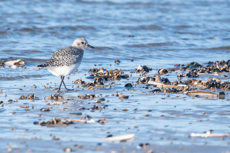 zilver op het strand