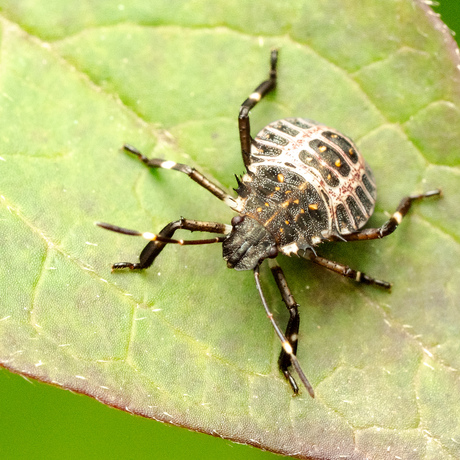 Bruin gemarmerde schildwants