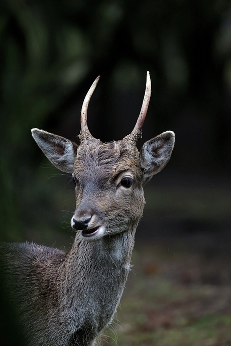 Jong damhert met spitsgewei