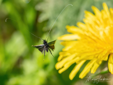 Smaragd langsprietmot