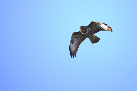 Buizerd