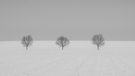 Bomen en sneeuw