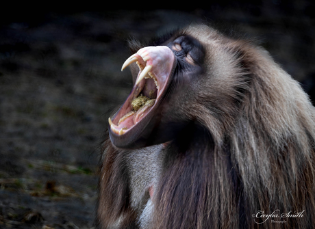 Portret van een gelada aap
