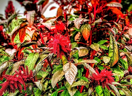 Maastricht, Buitenplaats Vaeshartelt - Kattenstaart Amarant