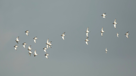 Een vlucht Kemphanen en ...