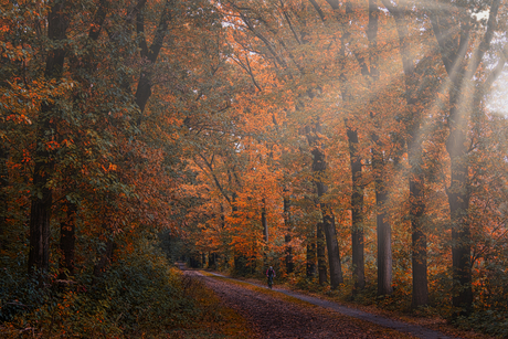 Fietser in de herfst