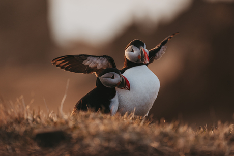 Puffins ~ IJslandse papegaai duikers