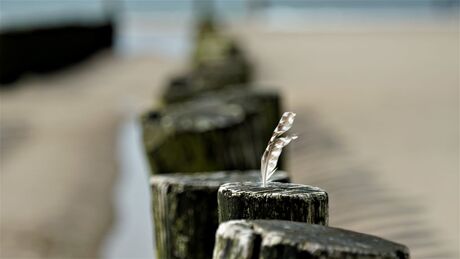 Als een eenzaam veertje aan zee 