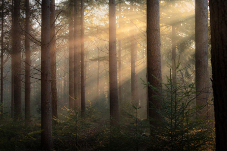 Magical rays in the forest