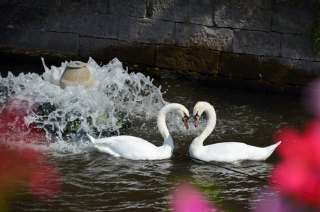 Zwanen in Brugge