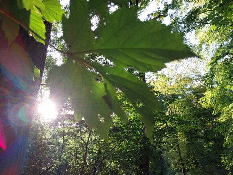 Herfst in de Scheveningse bosjes. 