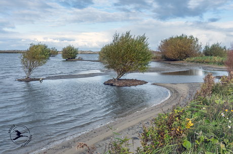 Markerwadden; bomen met natte voeten