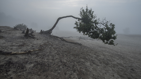 Boom in de mist