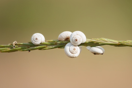 Natuur 