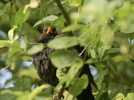 Verstoppertje met een merel