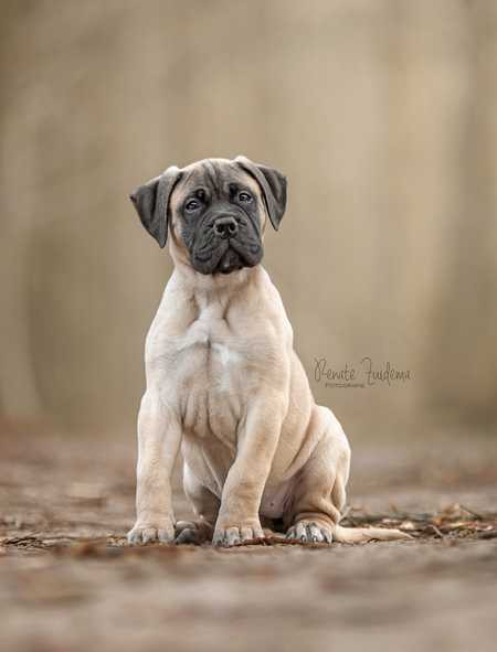 are bullmastiff puppies lazy