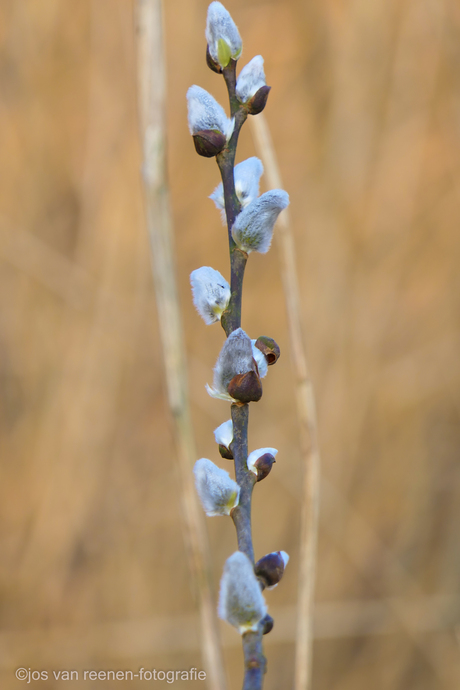 De natuur bereid zich voor en willen eruit.