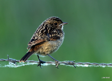 roodborst tapuit