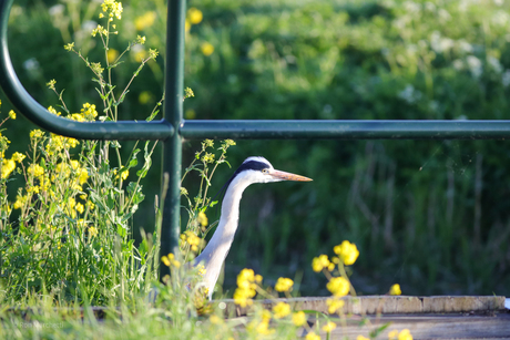 Reiger op wacht/jacht bij sluisje