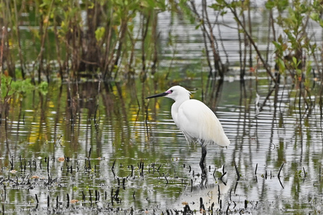 Kleine Zilverreiger.
