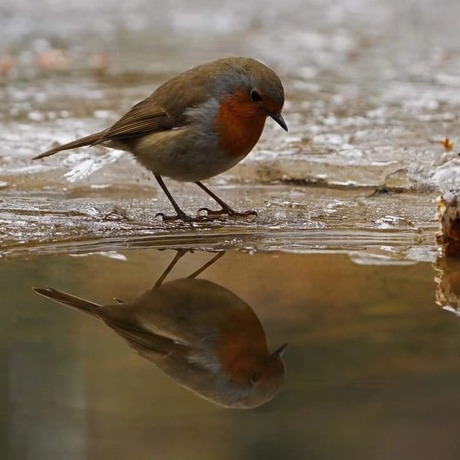 Roodborst spiegelbeeld