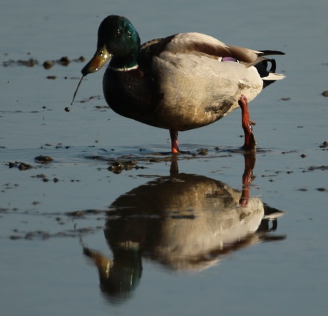 Spiegelbeeld