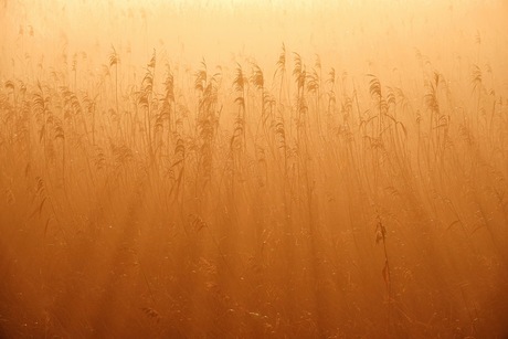 Nevel tussen het riet 