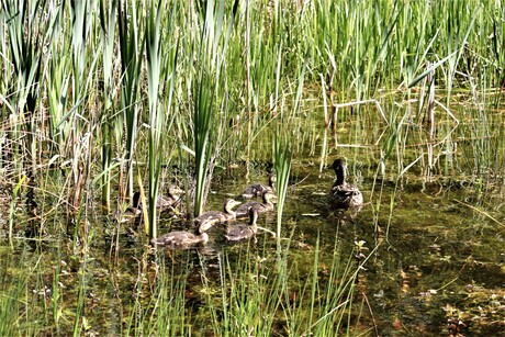 moeder eend houd wacht