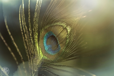 Peacock Feather