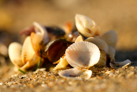 Schepjes on op het strand in Normandië