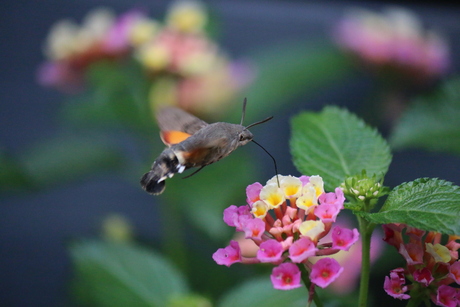 Hummingbird butterfly