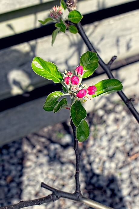 appelbloesem