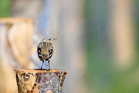 Nog een vogeltje.