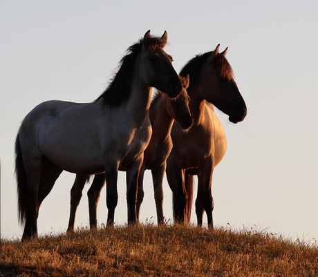 Wild horses