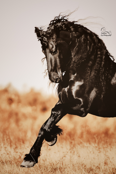 Admiraal the Friesian!