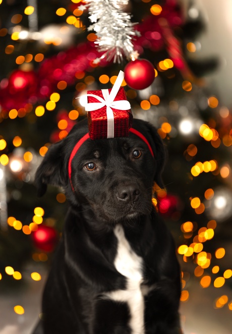 Kerstcadeautje