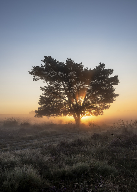 Boom in the spotlight