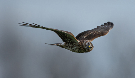 hoop naar 2026......