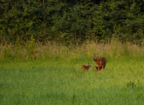 Als gras twee reetjes hoog is.
