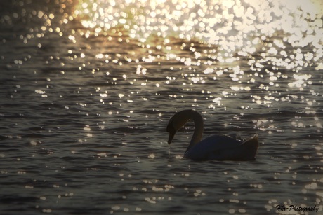 Zwaan in het laatste zonlicht