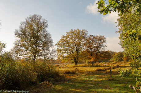 Herfst op de Delleboersterheide