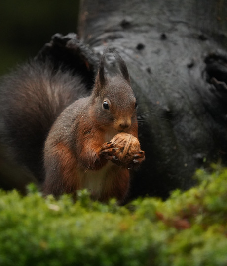 Blij met de walnoot!🐿🌰😃