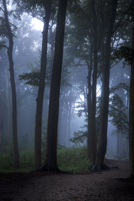 Clingendael bos