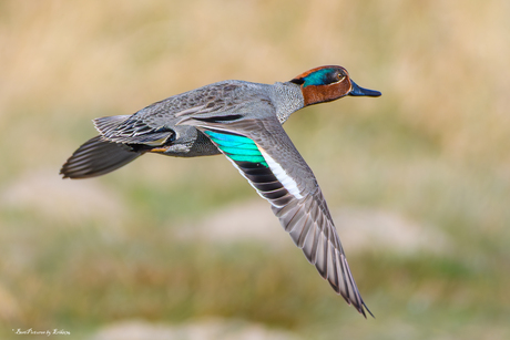 Wintertaling