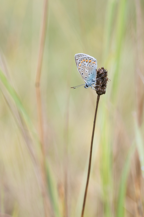 Icarus mannetje