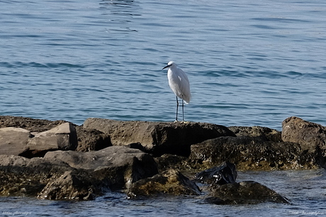 kleine zilverreiger